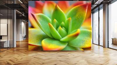 Close up macro of amazing colourful
Succulent plant, Echeveria Miranda as a background Wall mural