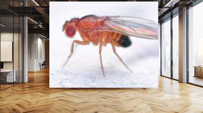 Drosophila melanogaster fruit fly extreme close up macro Wall mural