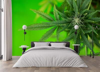 Marijuana plant with medical cannabis, cbd Wall mural