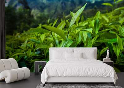 Sri lanka, Asia, Beautiful fresh green tea plantation Wall mural