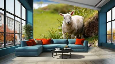 Cute lamb, young sheep facing the camera  in Scotland, surrounded by green grass and fern Wall mural