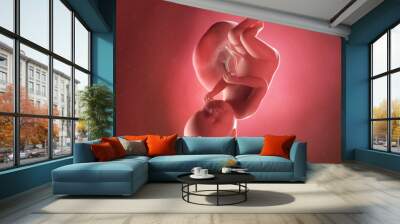 3d rendered medically accurate illustration of a fetus at week 38 Wall mural