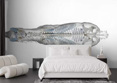 3d rendered medically accurate illustration of a horses skeleton Wall mural