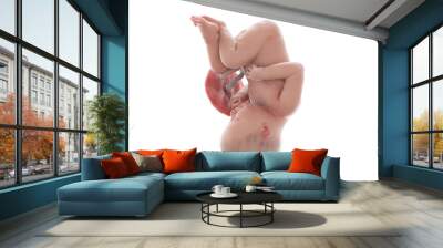 3d rendered medically accurate illustration of a human fetus - week 39 Wall mural