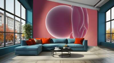 3d rendered medically accurate illustration of a human fetus - week 4 Wall mural