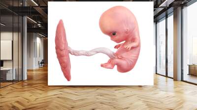 3d rendered medically accurate illustration of a human fetus - week 9 Wall mural