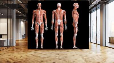 3d rendered medically accurate illustration of the male muscle system Wall mural