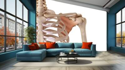 medical accurate illustration of the subscapularis Wall mural