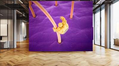 medically accurate 3d rendering of a pubic louse Wall mural