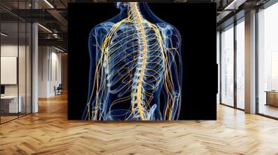 medically accurate illustration of the back nerves Wall mural