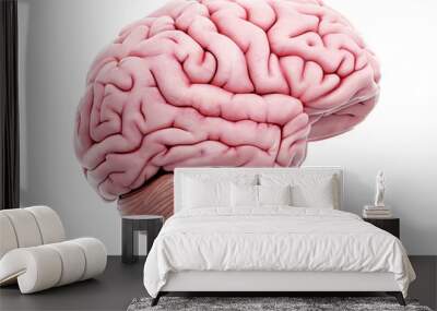 medically accurate illustration of the human brain Wall mural