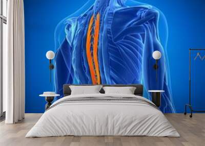 medically accurate illustration of the spinalis thoracic Wall mural