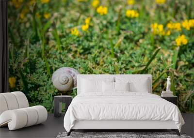 Little snail on the grass in the garden, with yellow flowers Wall mural