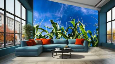 View of down at corn plant blue sky Wall mural