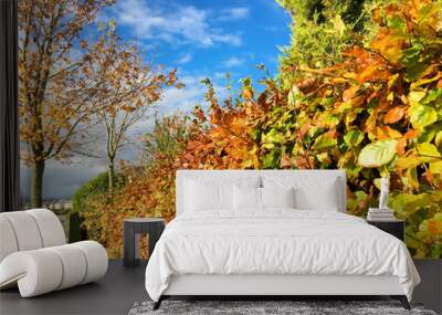 Fall during sunny day with blue sky green and brown leaves Wall mural