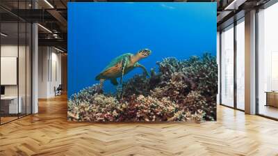 Green Turtle, Great barrier reef, australia Wall mural