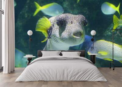 Funny tropical fish with beautiful face and big eyes. Lot of others fishes on background Wall mural