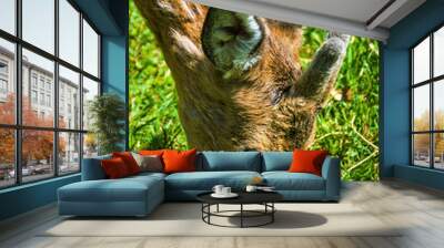 a deer grazing on green grass Wall mural