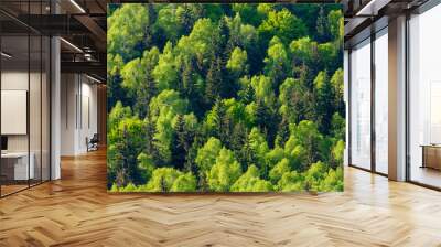 landscape with a mixed forest in spring Wall mural