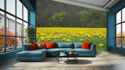 landscape with many dandelion flowers on a field Wall mural