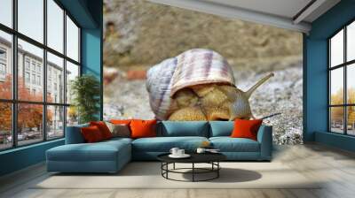 snail on a stone Wall mural