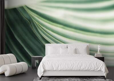 Green leaves background with copy space, close up texture of Welwitschia Mirabilis desert plant Wall mural