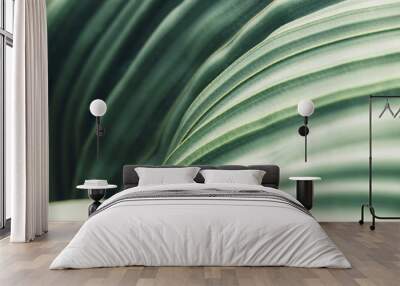 green leaves background with copy space, close up texture of welwitschia mirabilis desert plant Wall mural