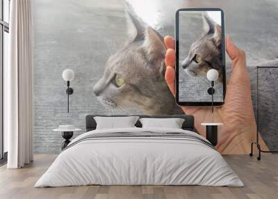 cat, cat on smart phone , take a photo of a cat smartphone Wall mural