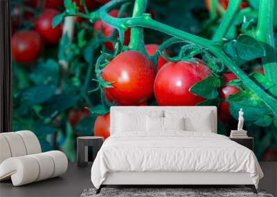 Tomatoes in the garden,Vegetable garden with plants of red tomatoes. Wall mural