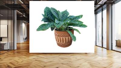 Flower pot and Green tree decoration isolated on white background. Wall mural