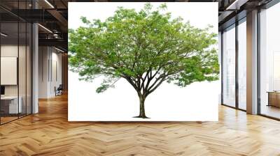 Tree isolated on white background, nature background. Wall mural