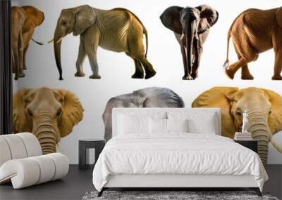 elephant silhouette isolated set png collection wildlife animal Wall mural