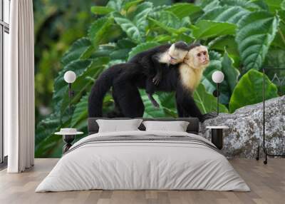 adult capuchin monkey carrying baby on its back Wall mural