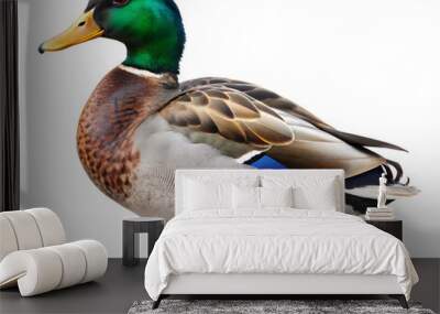 mallard duck isolated on white background. AI GENERATED Wall mural