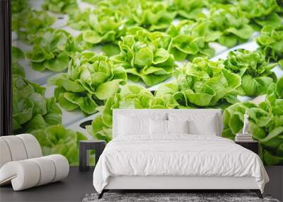 Roll of green and fresh butterhead in organic farm good for making salad. Healthy, diet and clean food concept. Wall mural