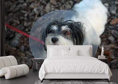 Cute Havanese dog with an eye infection is wearing an elizabethan collar to prevent scratching eyes Wall mural