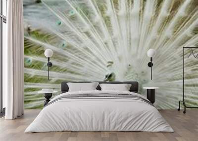 White peacock with feathers outi Wall mural