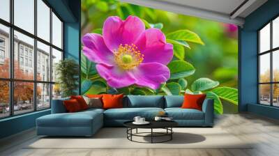 Close up of a vibrant dog rose with fluffy petals and green leaves in full bloom during summer , dog rose, Rosa canina Wall mural