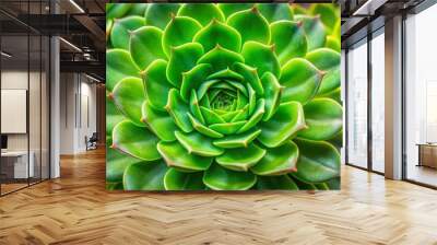 Close-up of a vibrant green succulent plant, perfect for a nature and ecology background , succulent, cactus, green, macro Wall mural