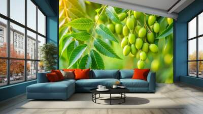 Fresh neem fruit on tree with leaves on natural background, neem, fruit, tree, leaf, natural, medicinal, green Wall mural