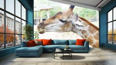 The giraffe eats leaves Wall mural