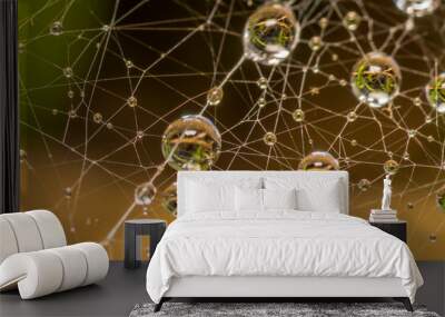 spider web with dew drops Wall mural