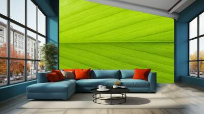 close up green leaf texture Wall mural