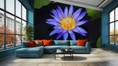 closeup blue lotus blossoms blooming on pond background Wall mural