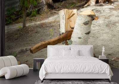 a birch log cut in half with an axe Wall mural