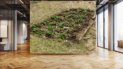 a small strawberry bed in early spring Wall mural