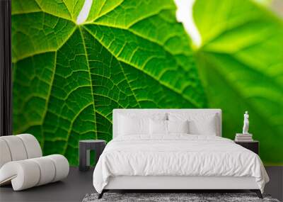 abstract background with cucumber leaves. Selective Focus Wall mural