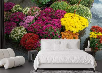 many flowering chrysanthemums in the garden market Wall mural