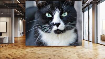 portrait of a street black white cat Wall mural