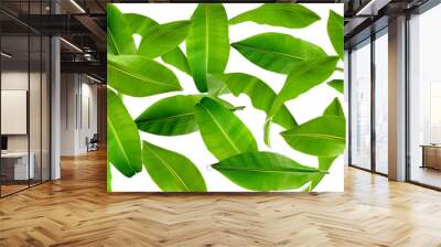 Banana leaf isolated on white background Wall mural